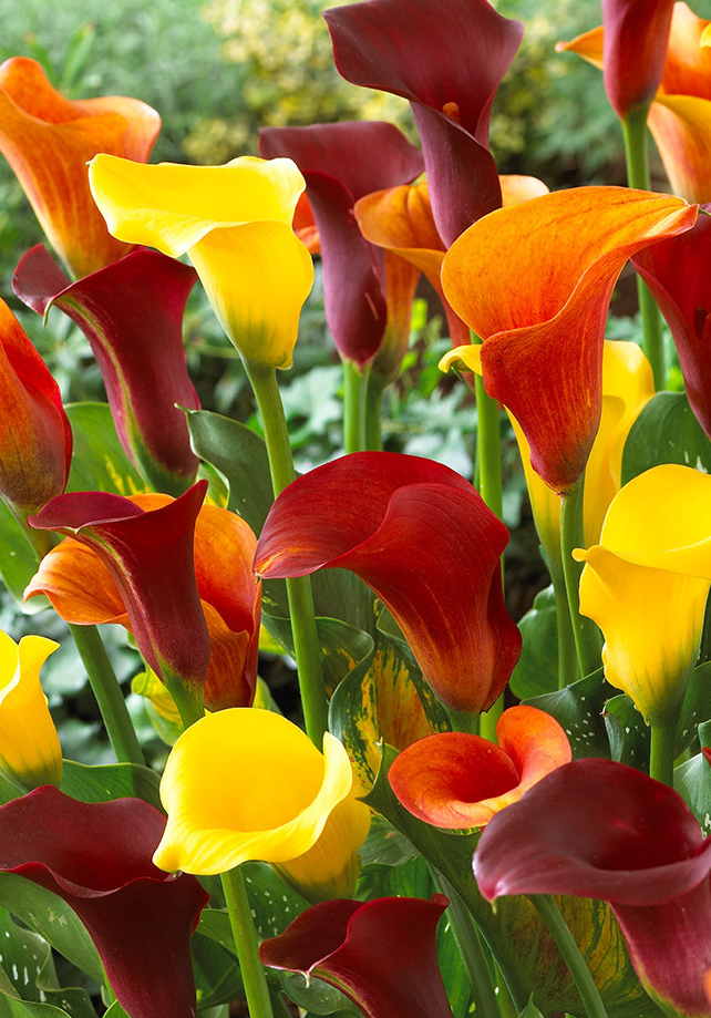 Calla Lily ( Zantedeschia ) Firelights 1 Bulb