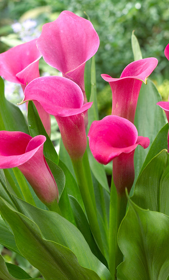 Calla Lily ( Zantedeschia ) Lipstick 1 Bulb