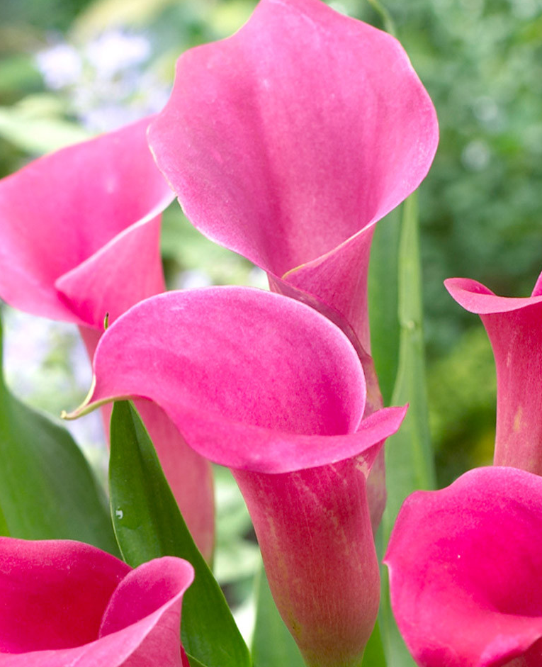 Calla Lily ( Zantedeschia ) Lipstick 1 Bulb