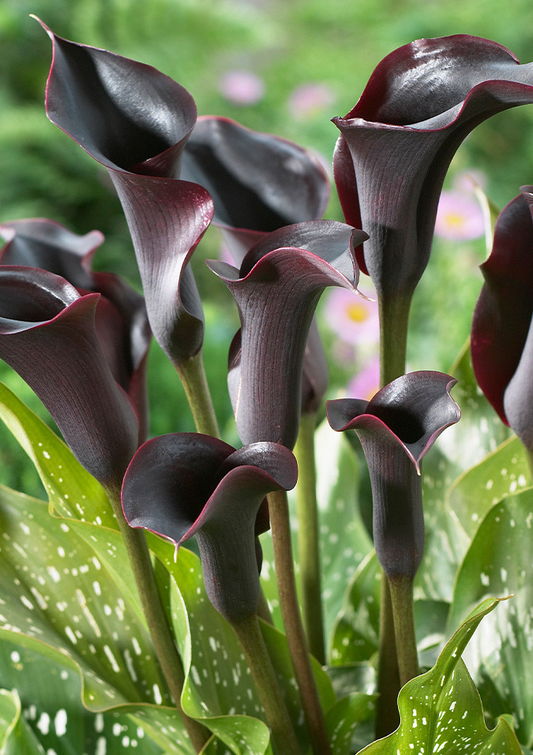 Calla Lily ( Zantedeschia ) Cantor 1 Bulb