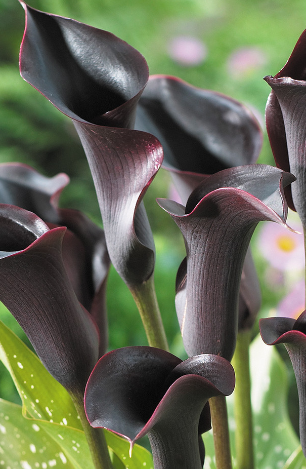 Calla Lily ( Zantedeschia ) Cantor 1 Bulb