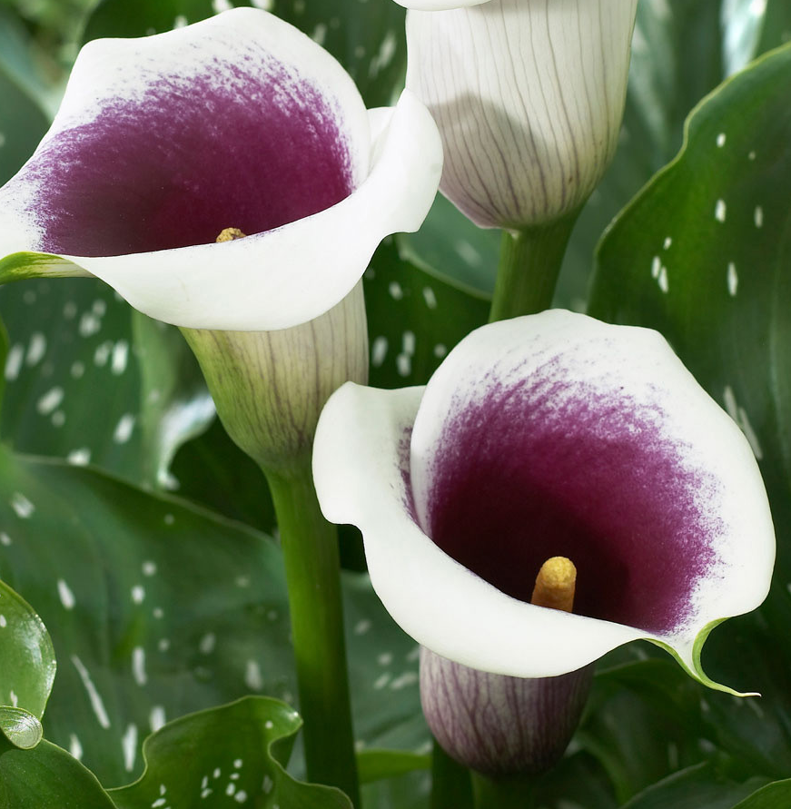 Calla Lily ( Zantedeschia ) Vermeer 1 Bulb