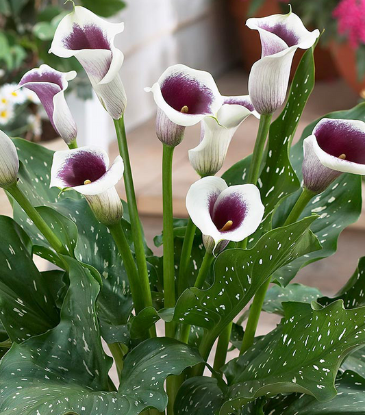 Calla Lily ( Zantedeschia ) Vermeer 1 Bulb
