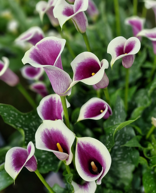 Calla Lily ( Zantedeschia ) Picasso 1 Bulb