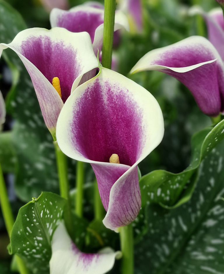 Calla Lily ( Zantedeschia ) Picasso 1 Bulb