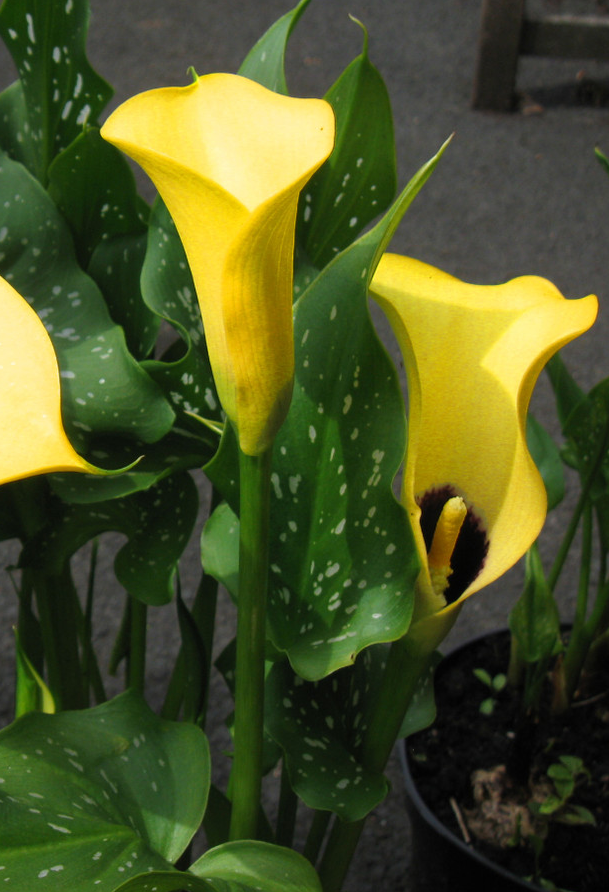 Calla Lily ( Zantedeschia ) Elliottiana 1 Bulb