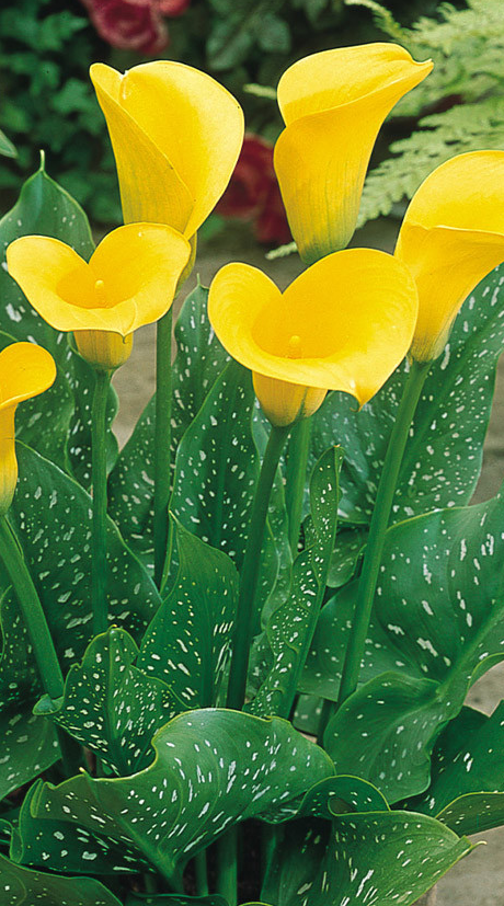 Calla Lily ( Zantedeschia ) Elliottiana 1 Bulb
