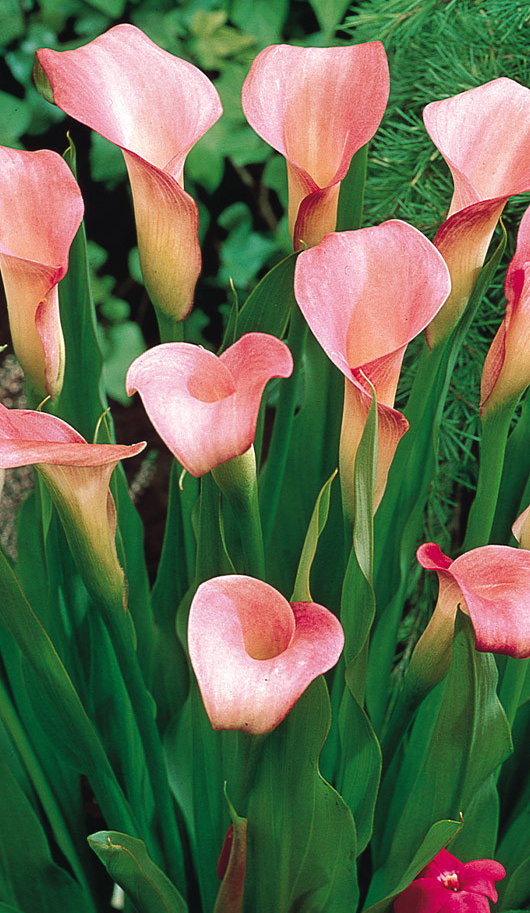 Calla Lily ( Zantedeschia ) Rehmannii 1 Bulb