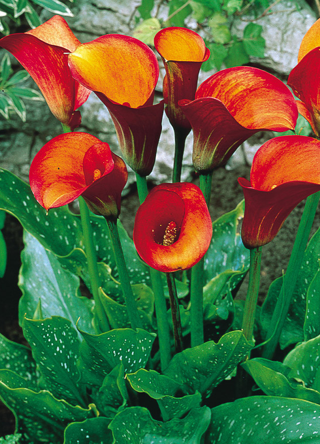 Calla Lily ( Zantedeschia ) Flame 1 Bulb