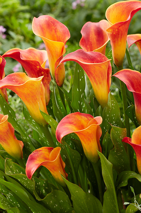 Calla Lily ( Zantedeschia ) Flame 1 Bulb