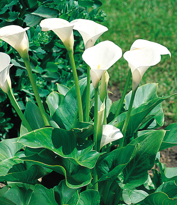 Calla Lily ( Zantedeschia ) Aethiopica 1 Bulb