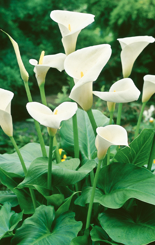 Calla Lily ( Zantedeschia ) Aethiopica 1 Bulb