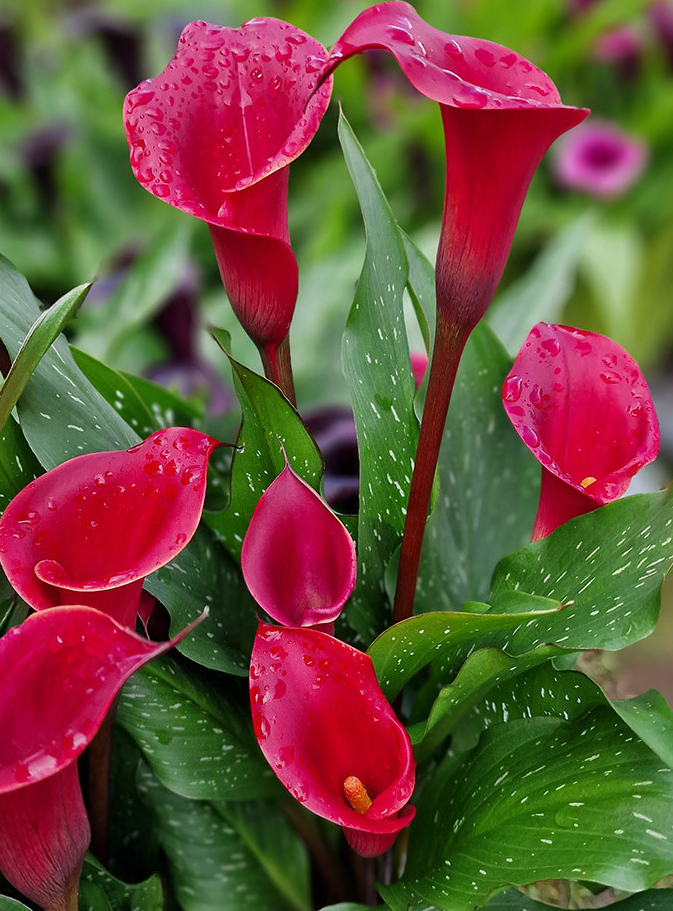 Calla Lily ( Zantedeschia ) Red Charm 1 Bulb