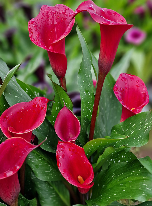Calla Lily ( Zantedeschia ) Red Charm 1 Bulb