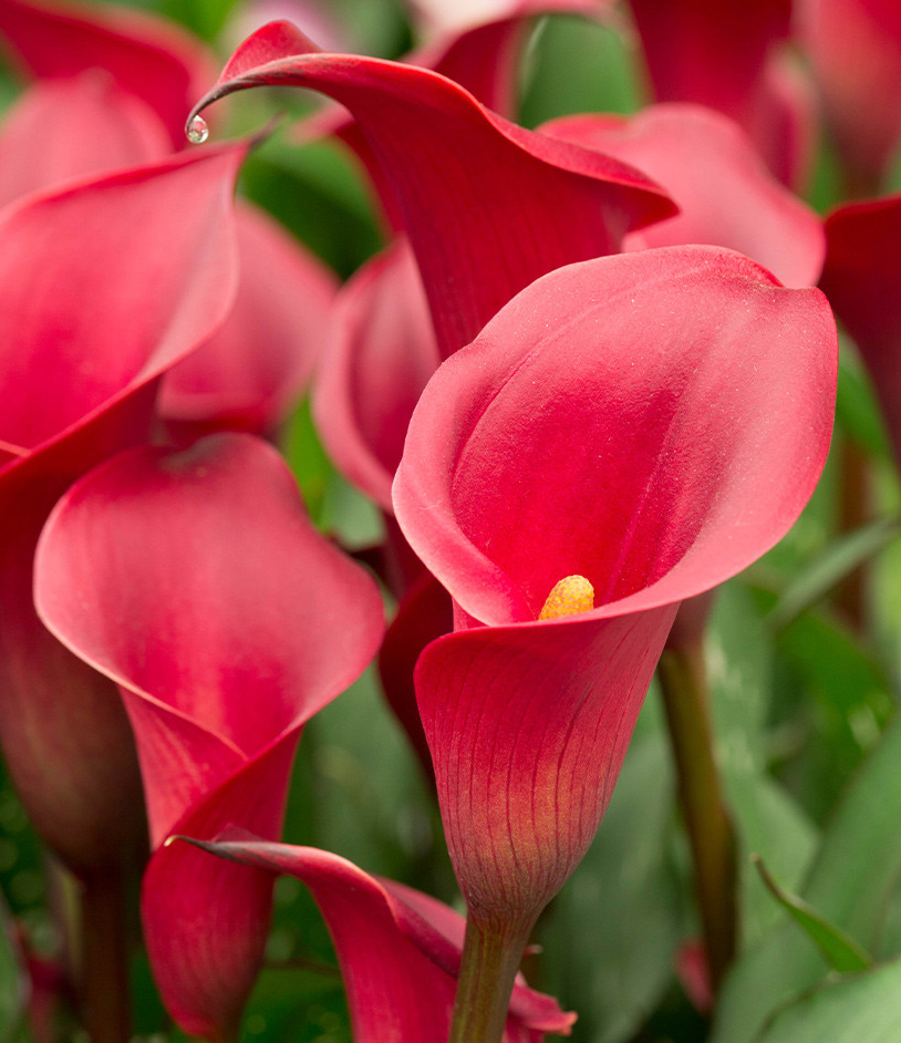 Calla Lily ( Zantedeschia ) Red Charm 1 Bulb
