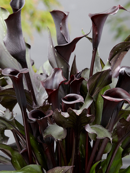 Calla Lily ( Zantedeschia ) Memories 1 Bulb