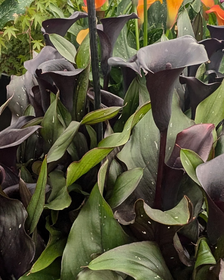 Calla Lily ( Zantedeschia ) Memories 1 Bulb