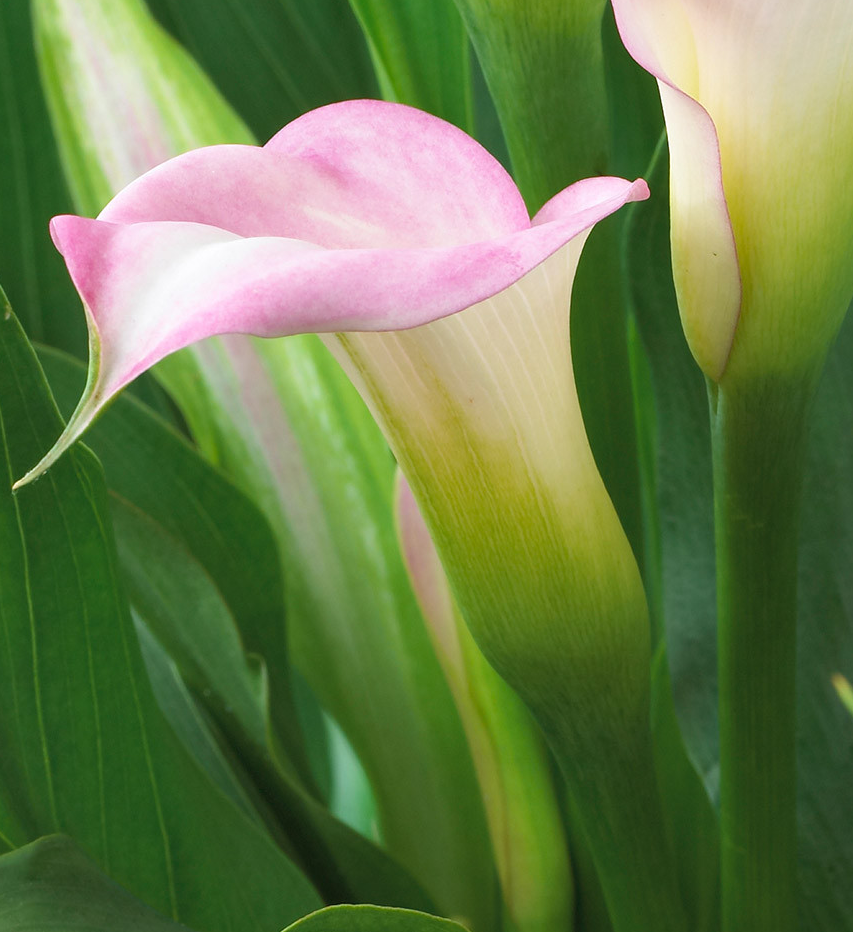 Calla Lily ( Zantedeschia ) Crystal Blush 1 Bulb