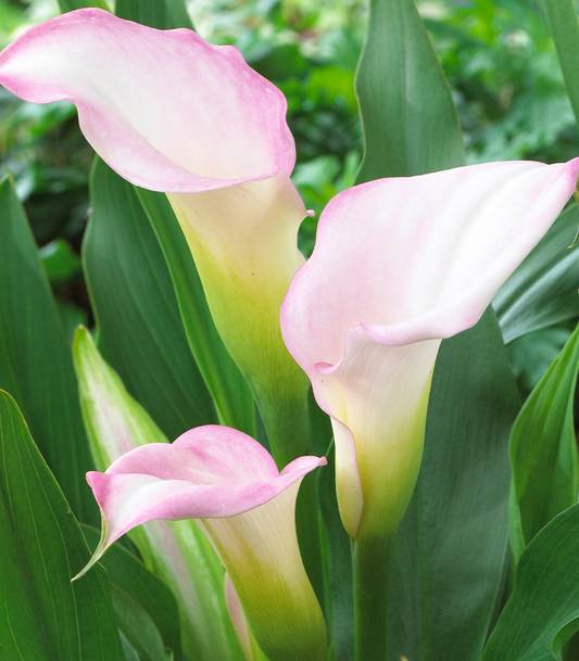 Calla Lily ( Zantedeschia ) Crystal Blush 1 Bulb