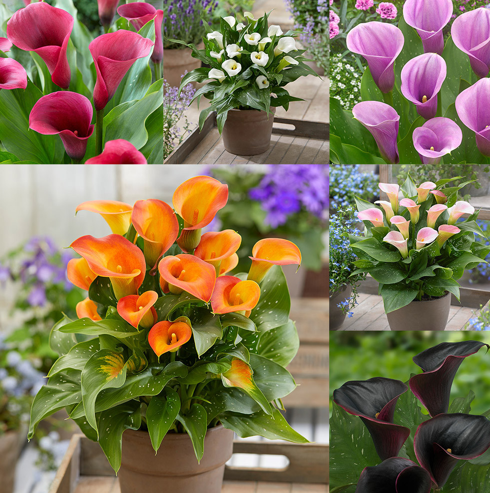 Calla Lily ( Zantedeschia ) Captain Collection 6 Bulbs