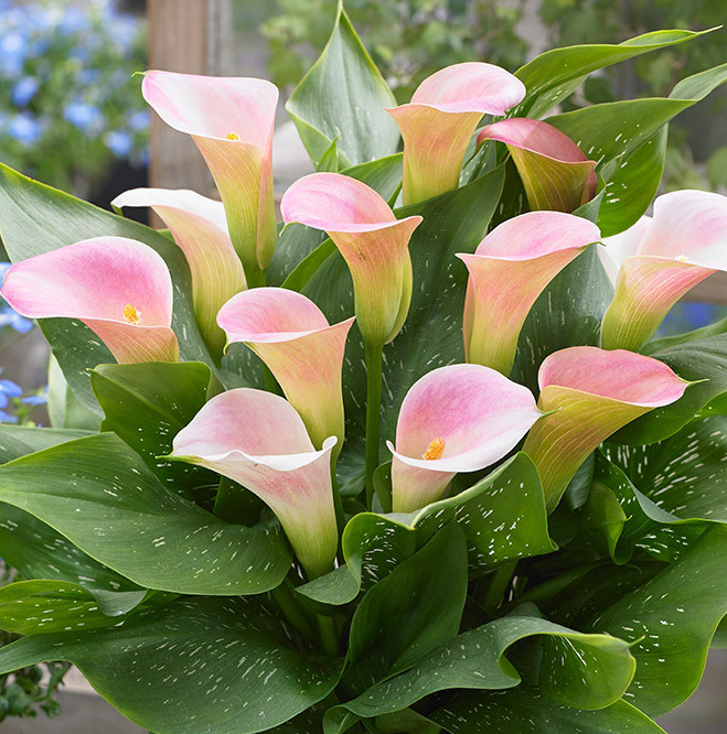 Calla Lily ( Zantedeschia ) Captain Collection 6 Bulbs