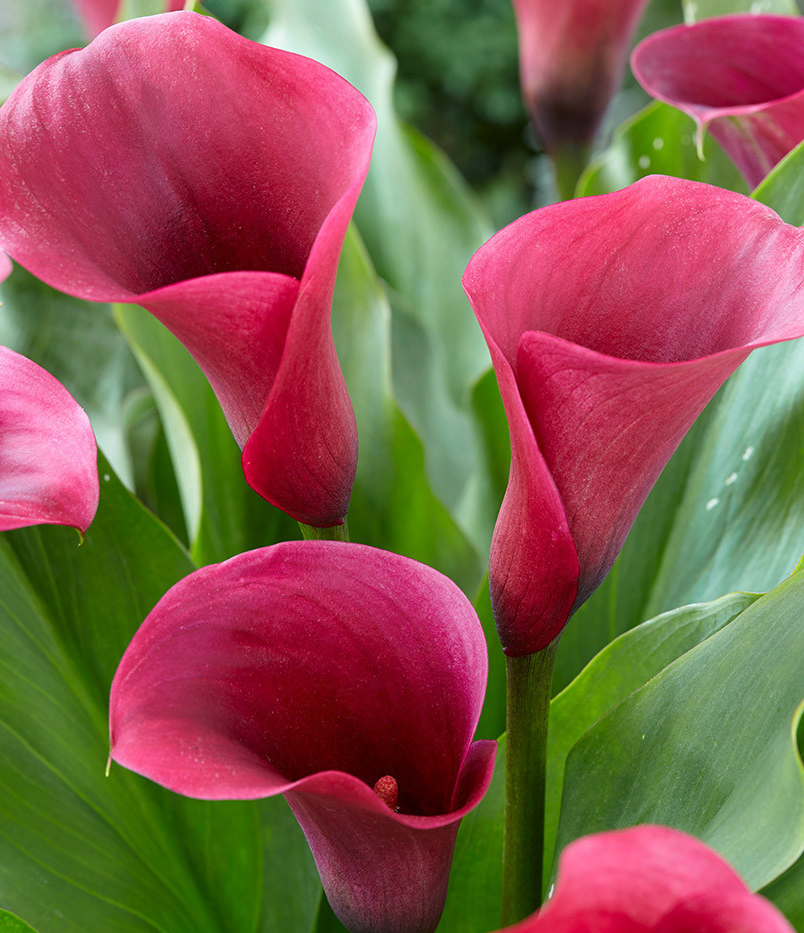 Calla Lily ( Zantedeschia ) Captain Collection 6 Bulbs
