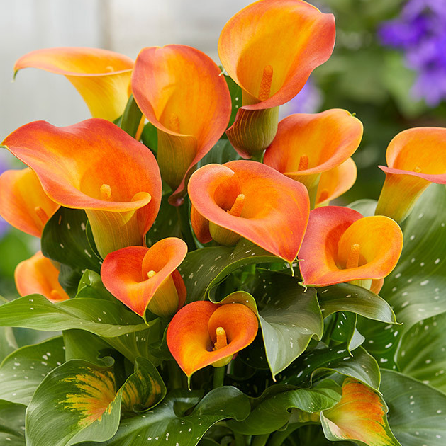Calla Lily ( Zantedeschia ) Captain Collection 6 Bulbs