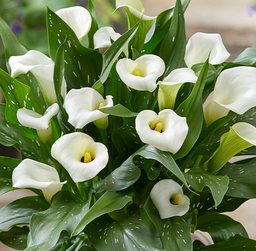 Calla Lily ( Zantedeschia ) Captain Collection 6 Bulbs