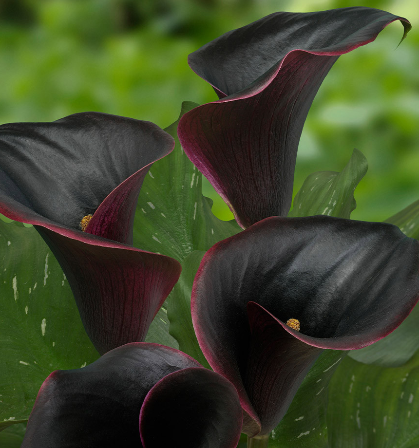 Calla Lily ( Zantedeschia ) Captain Collection 6 Bulbs