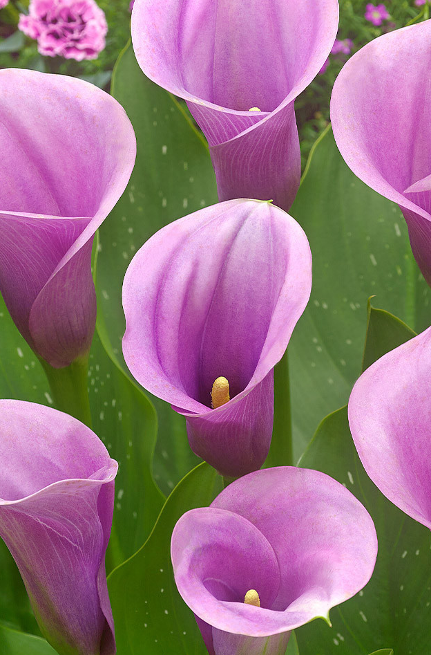 Calla Lily ( Zantedeschia ) Captain Collection 6 Bulbs