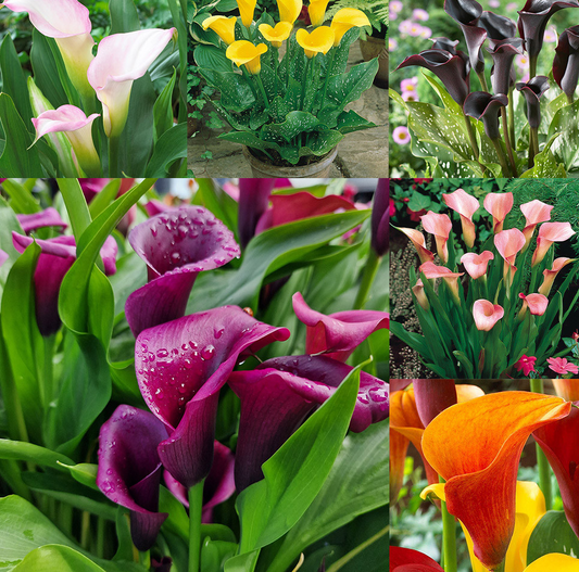 Calla Lily ( Zantedeschia ) Captain Collection (B) 6 Bulbs