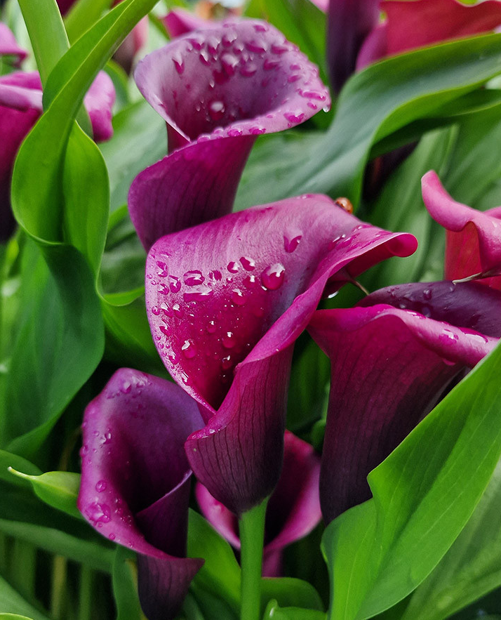 Calla Lily ( Zantedeschia ) Captain Collection (B) 6 Bulbs