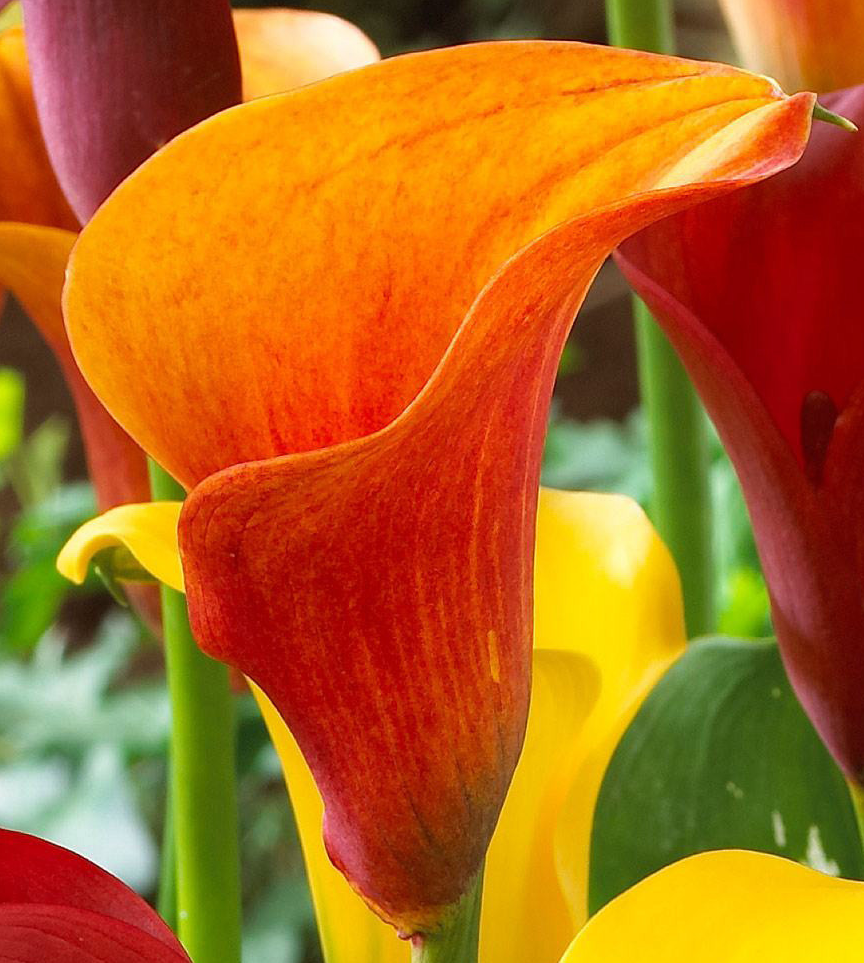 Calla Lily ( Zantedeschia ) Captain Collection (B) 6 Bulbs