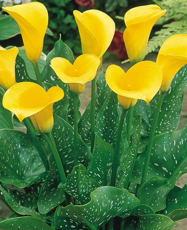 Calla Lily ( Zantedeschia ) Captain Collection (B) 6 Bulbs