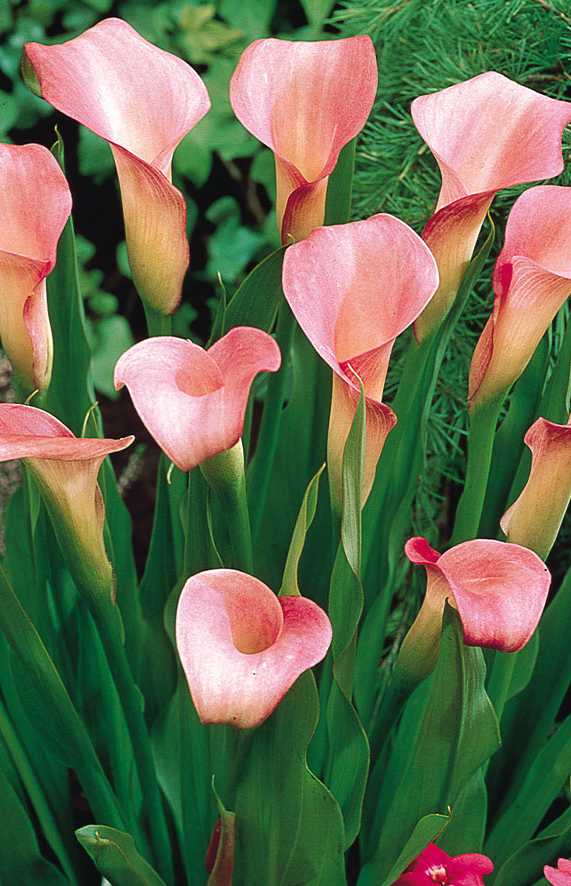 Calla Lily ( Zantedeschia ) Captain Collection (B) 6 Bulbs