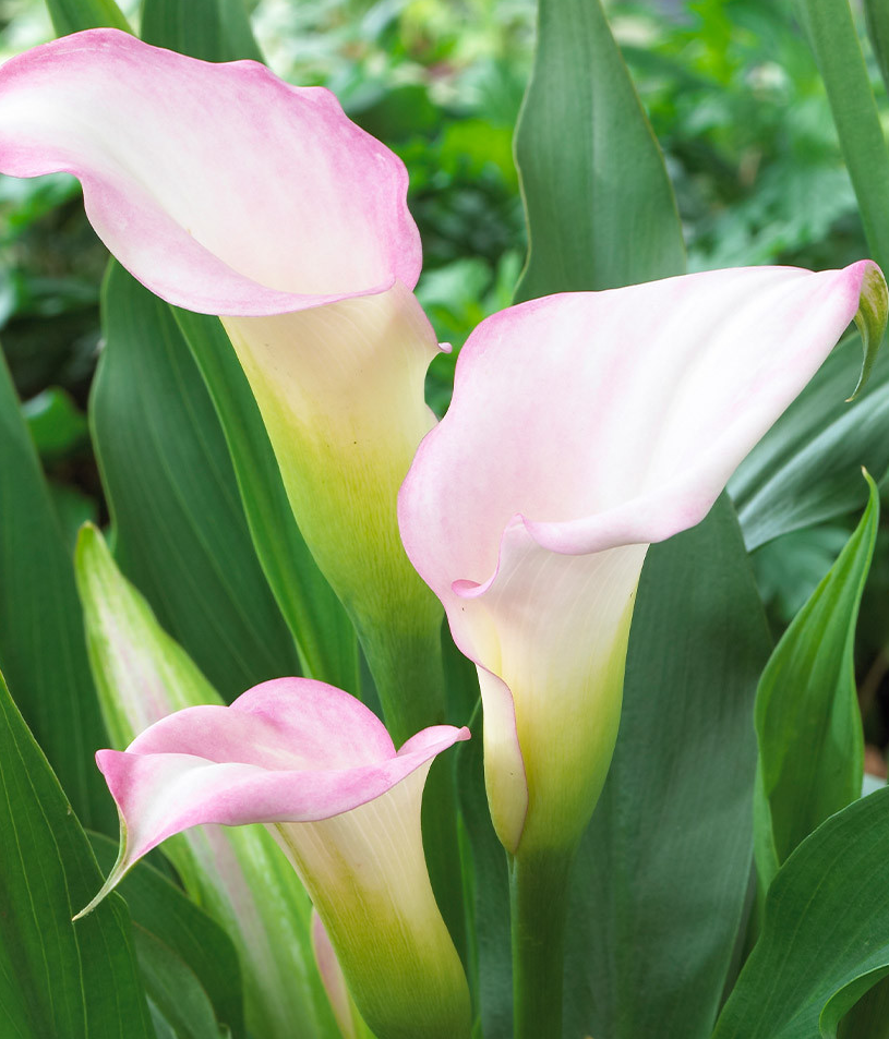 Calla Lily ( Zantedeschia ) Captain Collection (B) 6 Bulbs