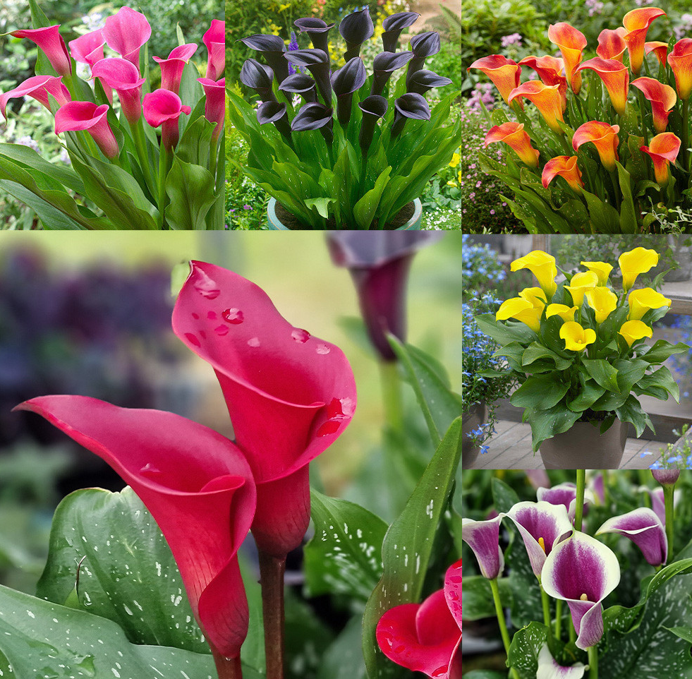 Calla Lily ( Zantedeschia ) Captain Collection (A) 6 Bulbs