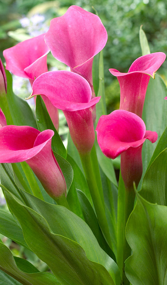 Calla Lily ( Zantedeschia ) Captain Collection (A) 6 Bulbs