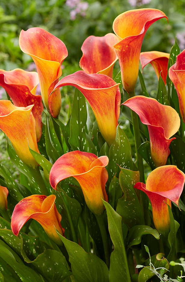 Calla Lily ( Zantedeschia ) Captain Collection (A) 6 Bulbs