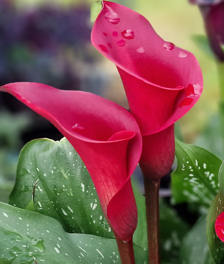 Calla Lily ( Zantedeschia ) Captain Collection (A) 6 Bulbs