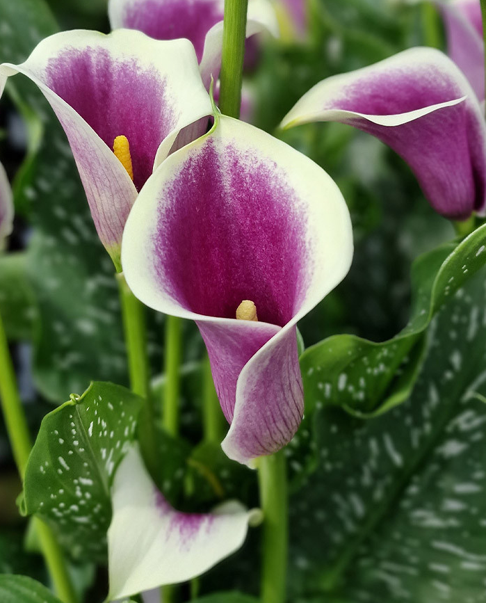 Calla Lily ( Zantedeschia ) Captain Collection (A) 6 Bulbs