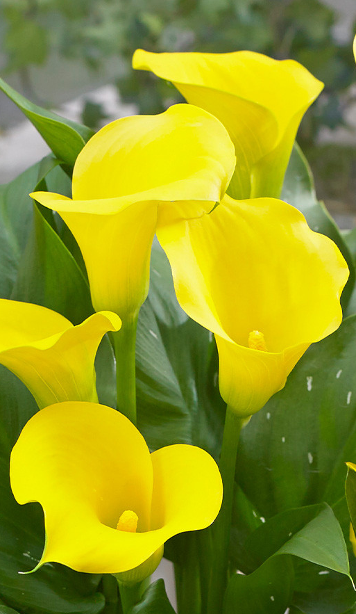 Calla Lily ( Zantedeschia ) Captain Solo 1 Bulb