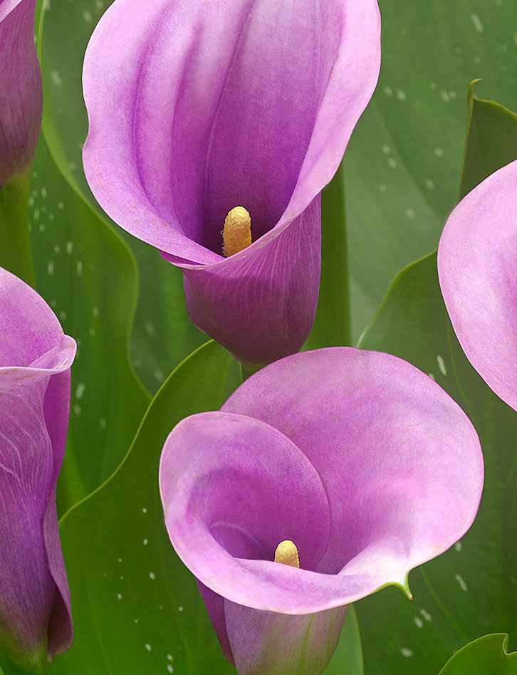 Calla Lily ( Zantedeschia ) Captain Violetta 1 Bulb