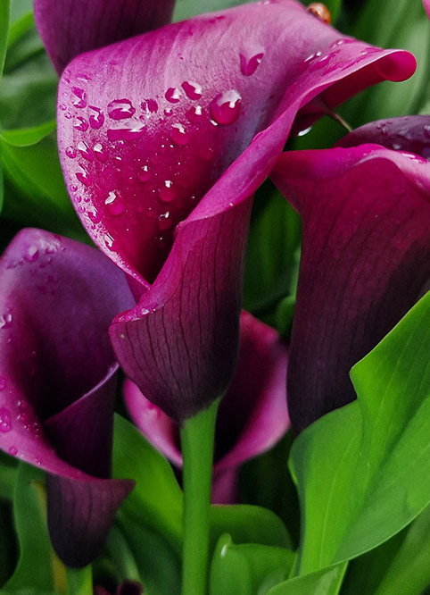 Calla Lily ( Zantedeschia ) Purple Blast 1 Bulb