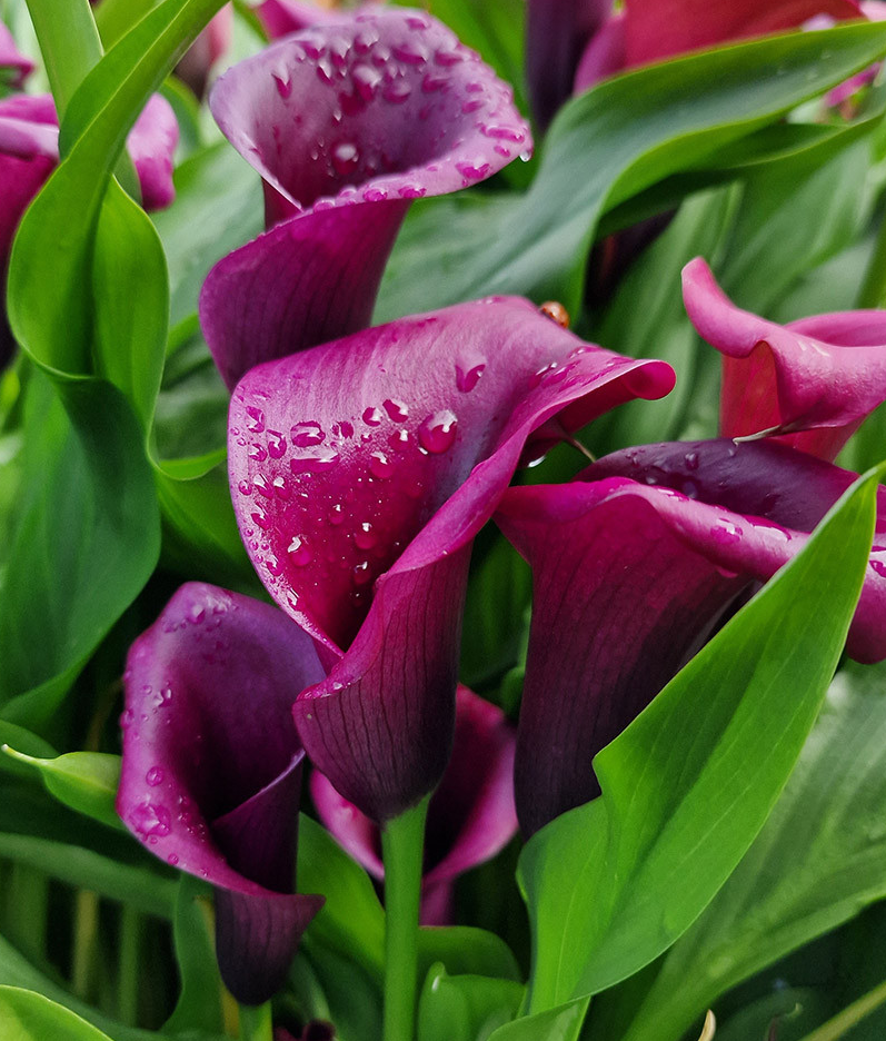 Calla Lily ( Zantedeschia ) Purple Blast 1 Bulb