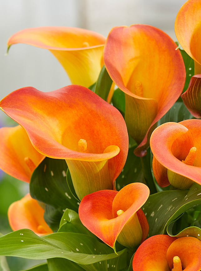 Calla Lily ( Zantedeschia ) Captain Brunello 1 Bulb
