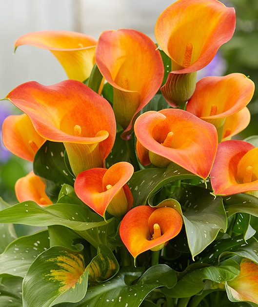 Calla Lily ( Zantedeschia ) Captain Brunello 1 Bulb