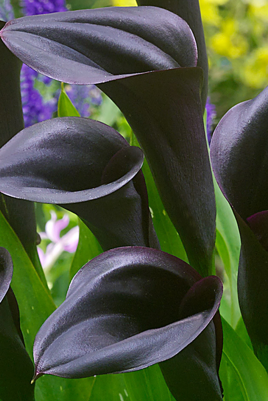 Calla Lily ( Zantedeschia ) Odessa 1 Bulb
