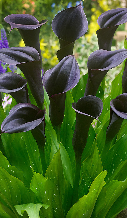 Calla Lily ( Zantedeschia ) Odessa 1 Bulb