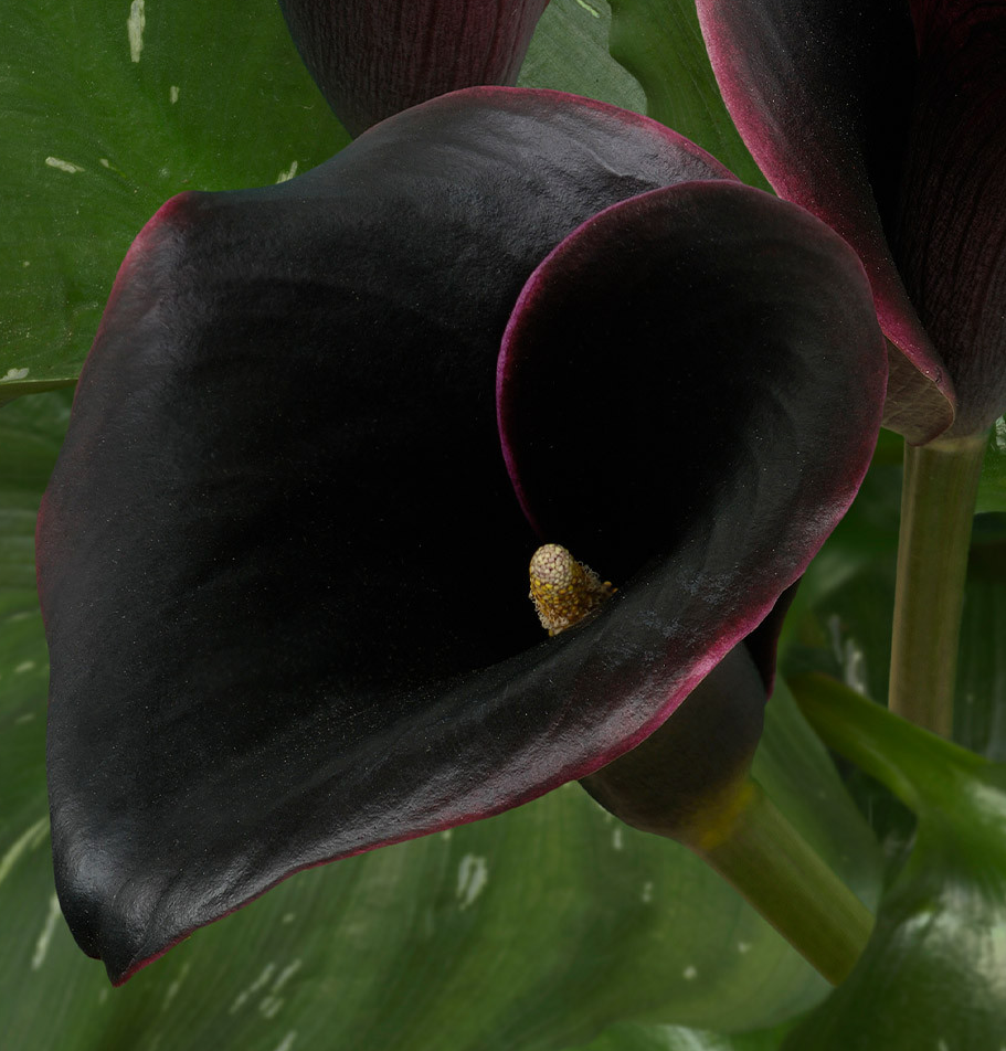 Calla Lily ( Zantedeschia ) Captain Beretta 1 Bulb
